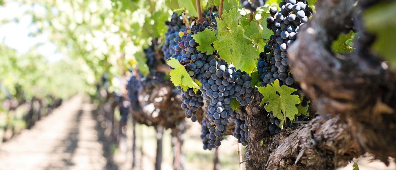 Explore Other Organic Wines Winery Exchange, Inc. dba Our Daily Wines